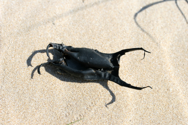 Sur la plage, les capsules d'oeufs de raie (Raja sp.) font partie de la laisse de mer et ne sont pas des morceaux de plastique © Nicolas Macaire / LPO